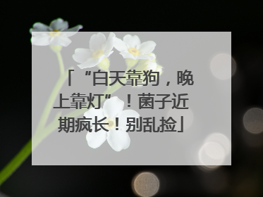 “白天靠狗，晚上靠灯”！菌子近期疯长！别乱捡