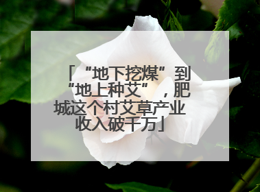 “地下挖煤”到“地上种艾”，肥城这个村艾草产业收入破千万
