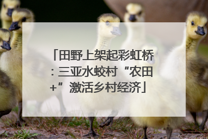 田野上架起彩虹桥：三亚水蛟村“农田+”激活乡村经济