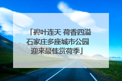 碧叶连天 荷香四溢 石家庄多座城市公园迎来最佳赏荷季