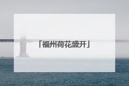 福州荷花盛开