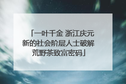 一叶千金 浙江庆元新的社会阶层人士破解荒野茶致富密码