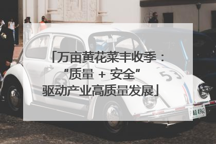 万亩黄花菜丰收季：“质量 + 安全” 驱动产业高质量发展