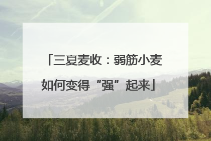 三夏麦收：弱筋小麦如何变得“强”起来