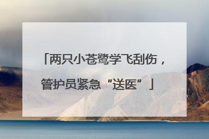 两只小苍鹭学飞刮伤，管护员紧急“送医”