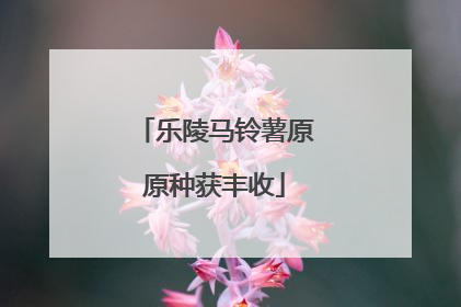 乐陵马铃薯原原种获丰收
