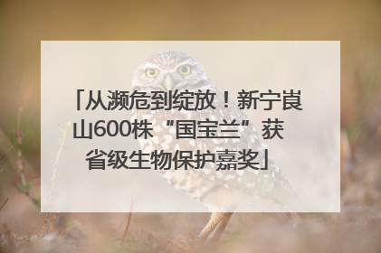 从濒危到绽放！新宁崀山600株“国宝兰”获省级生物保护嘉奖