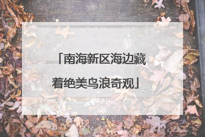 南海新区海边藏着绝美鸟浪奇观