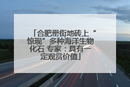 合肥罍街地砖上“惊现”多种海洋生物化石 专家：具有一定观赏价值