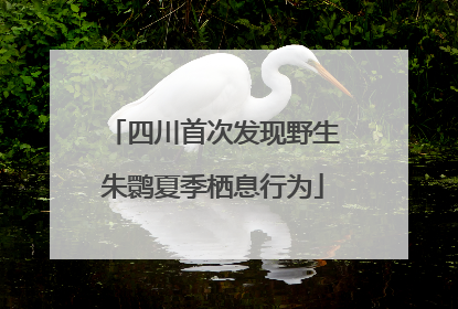 四川首次发现野生朱鹮夏季栖息行为