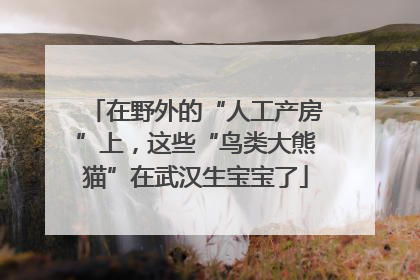 在野外的“人工产房”上，这些“鸟类大熊猫”在武汉生宝宝了