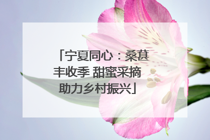 宁夏同心：桑葚丰收季 甜蜜采摘助力乡村振兴