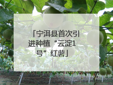 宁洱县首次引进种植“云淀1号”红薯