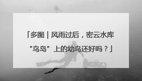 多图｜风雨过后，密云水库“鸟岛”上的幼鸟还好吗？
