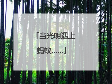 当光明遇上蚂蚁……