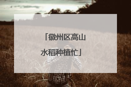 徽州区高山水稻种植忙