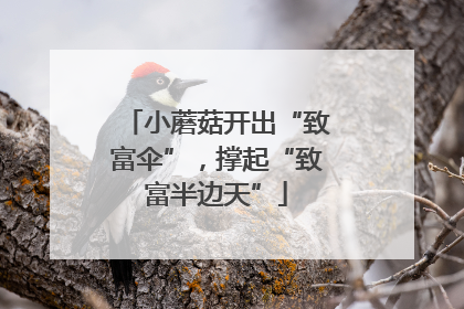 小蘑菇开出“致富伞”，撑起“致富半边天”