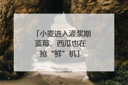 小麦进入灌浆期 蓝莓、西瓜也在抢“鲜”机