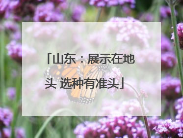 山东：展示在地头 选种有准头