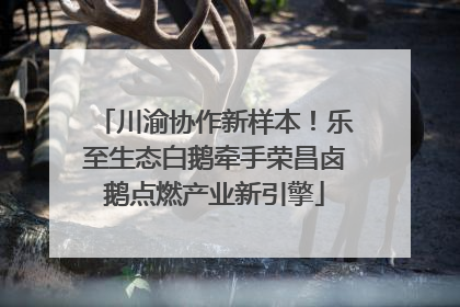 川渝协作新样本！乐至生态白鹅牵手荣昌卤鹅点燃产业新引擎