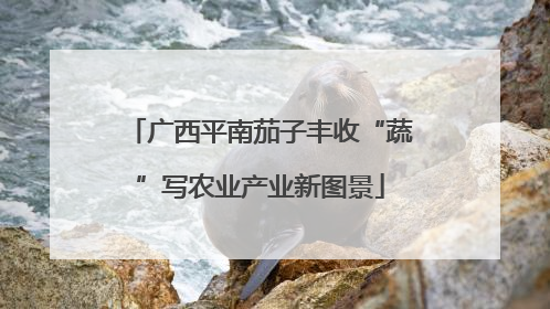 广西平南茄子丰收“蔬”写农业产业新图景