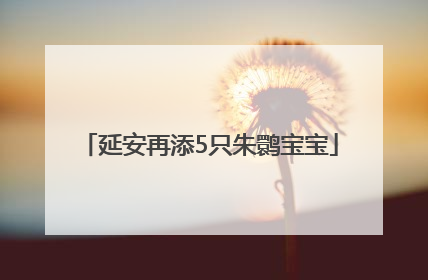 延安再添5只朱鹮宝宝