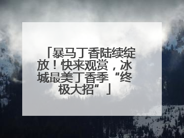 暴马丁香陆续绽放！快来观赏，冰城最美丁香季“终极大招”