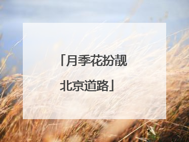 月季花扮靓北京道路
