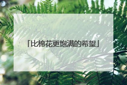 比棉花更饱满的希望
