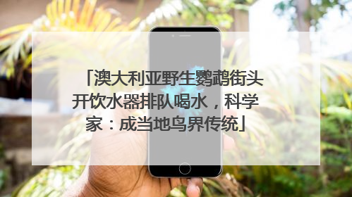 澳大利亚野生鹦鹉街头开饮水器排队喝水，科学家：成当地鸟界传统