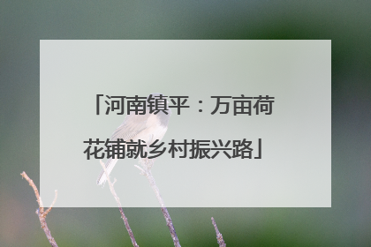 河南镇平：万亩荷花铺就乡村振兴路