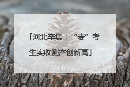 河北辛集：“麦”考生实收测产创新高