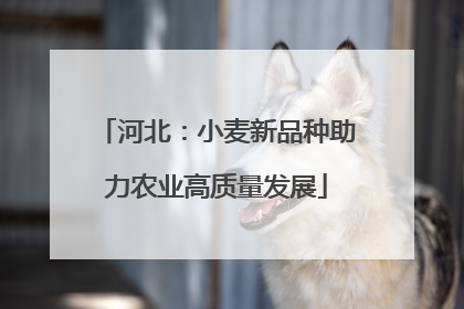 河北：小麦新品种助力农业高质量发展