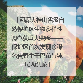 河源大桂山省级自然保护区生物多样性调查获重大突破——保护区首次发现珍稀名贵野生干巴菌与钝尾两头蛇