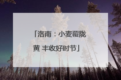 洛南：小麦覆陇黄 丰收好时节