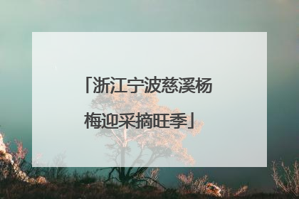 浙江宁波慈溪杨梅迎采摘旺季