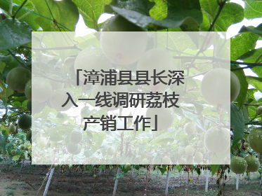 漳浦县县长深入一线调研荔枝产销工作