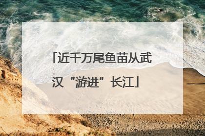 近千万尾鱼苗从武汉“游进”长江