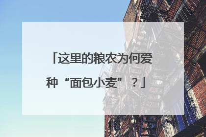 这里的粮农为何爱种“面包小麦”？