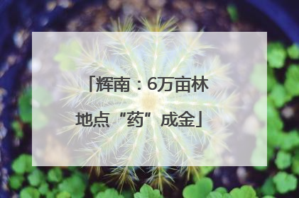 辉南：6万亩林地点“药”成金