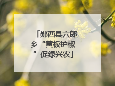郧西县六郎乡“黄板护椒”促绿兴农