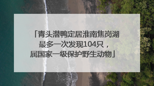 青头潜鸭定居淮南焦岗湖 最多一次发现104只，属国家一级保护野生动物
