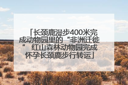 长颈鹿漫步400米完成动物园里的“非洲迁徙” 红山森林动物园完成怀孕长颈鹿步行转运