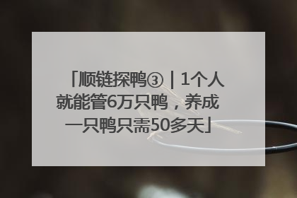 顺链探鸭③｜1个人就能管6万只鸭，养成一只鸭只需50多天