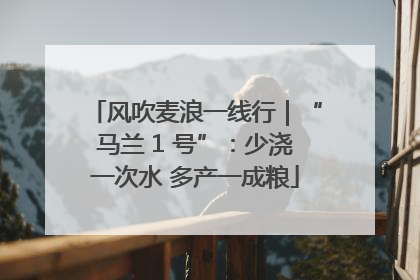 风吹麦浪一线行｜“马兰 1 号”：少浇一次水 多产一成粮