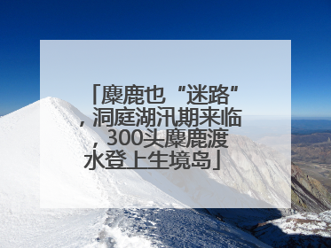 麋鹿也“迷路”，洞庭湖汛期来临，300头麋鹿渡水登上生境岛