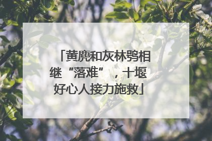 黄麂和灰林鸮相继“落难”，十堰好心人接力施救